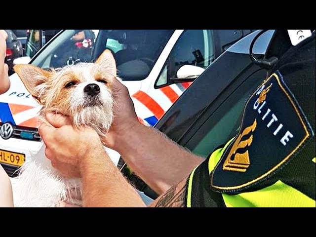 Bord Pas Op Voor De Hond: Veiligheidstips en de Beste Waarschuwingsborden 1 bord pas op voor de hond