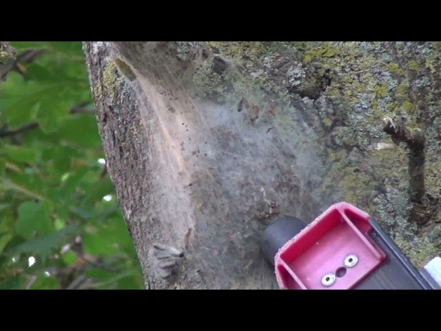 Hoe de Processierups Nesten Verwijderen: Effectieve Tips en Methoden 1 hoe de processierups nesten te verwijderen