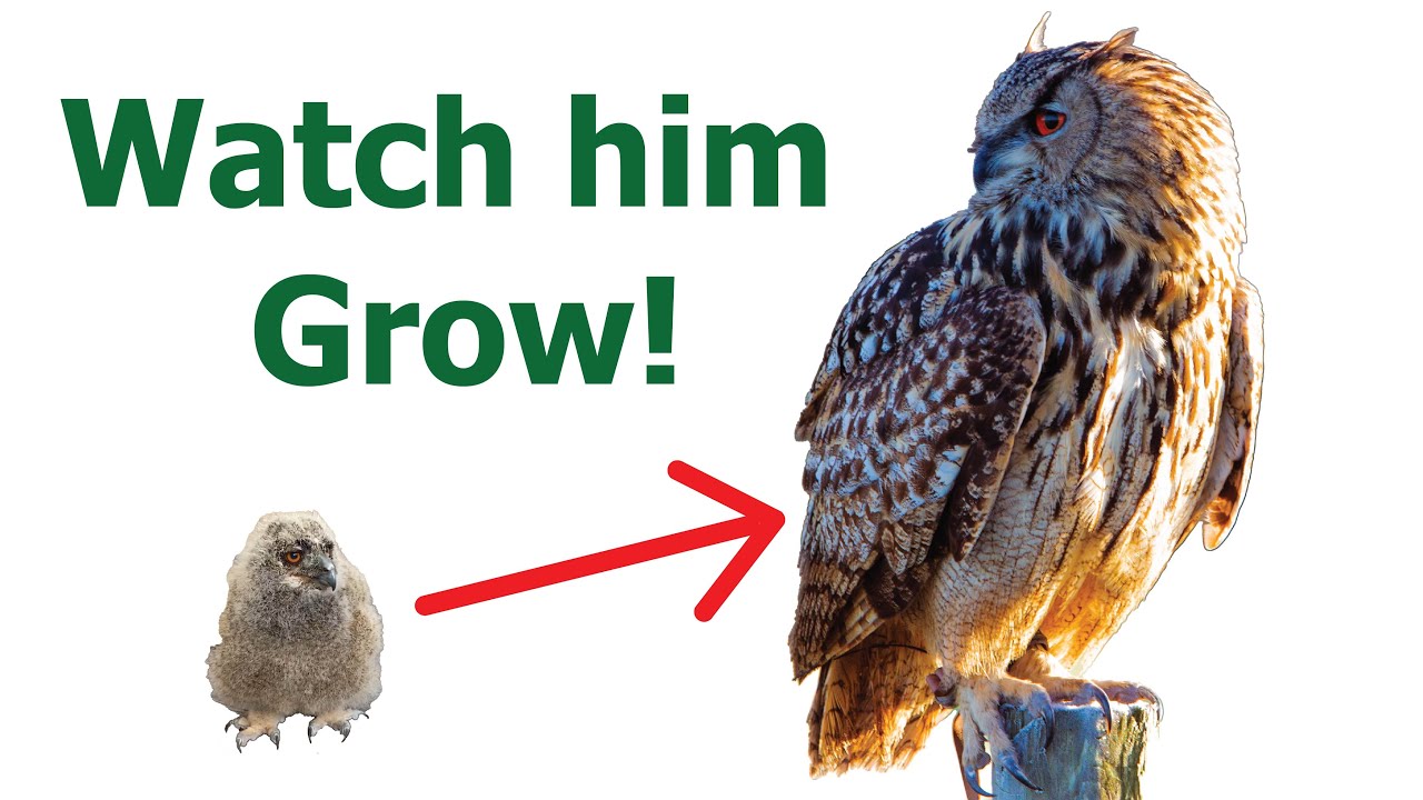 Hoe krijg ik een huisuil? Complete gids voor het adopteren van een uil als huisdier 1 how do i get a pet owl