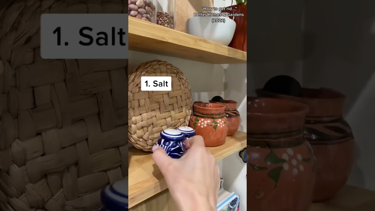 Remedies voor Mieren in de Keuken: Effectieve Tips om Mieren te Verwijderen 1 remedies voor mieren in de keuken