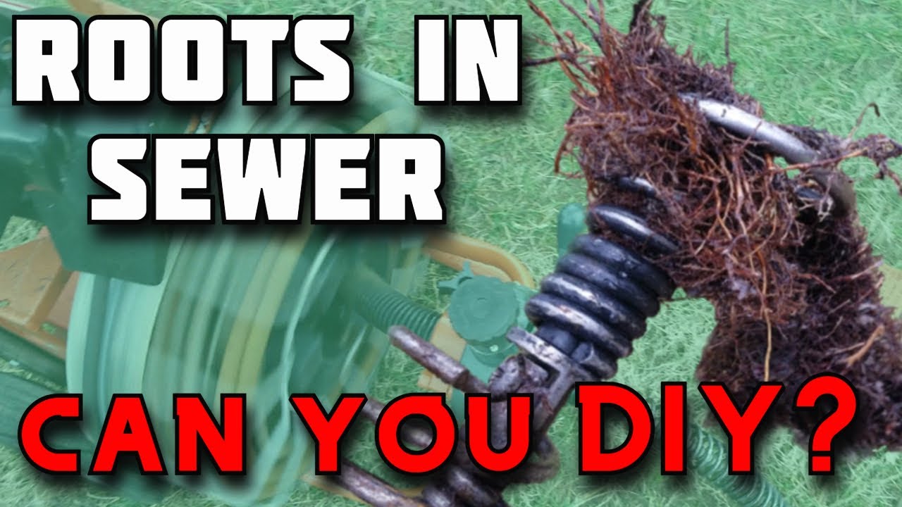 remove roots from sewer line
