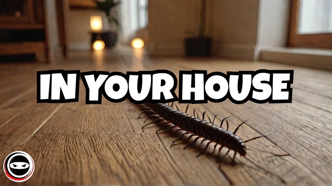 Waarom Heb Ik Plotseling Duizendpoten in Huis? Ontdek de Oorzaken en Oplossingen 1 why do i suddenly have centipedes in my house