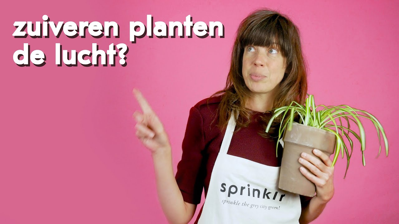De Ultieme Gids: Zo Zuiver Je De Lucht In Huis Effectief 1 zuiveren de lucht